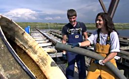 The Oysters Of Walney Island 