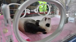 Giant panda