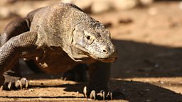 Komodo dragon stalking