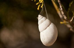 The Tale of the Snail Shell Spider