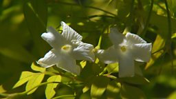 SUMMER SCENT