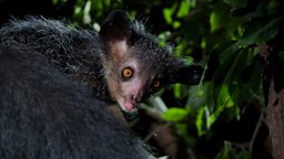 Aye-aye
