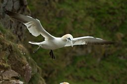 Gannet at Troup Head