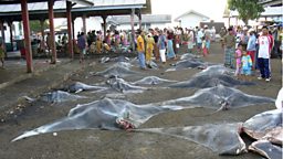 Photo: Dead mantas