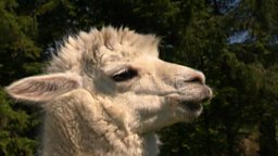 Alpacas