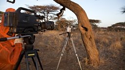 Filming a wild honeybee nest in Africa