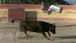 Bull Jumping champion