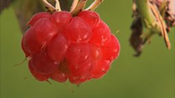 RASPBERRIES