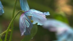 MECONOPSIS