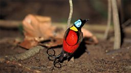 Photo: Wilson's Bird of Paradise