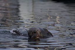 Sea Otters mating