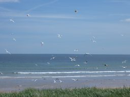 Arctic Turns in flight, Northumberland coast