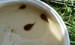 Tadpole Shrimps
