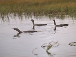 A Red-Neck Loon parent noisily tries to encourage her two chicks to fledge