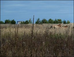 Diana Thater: Chernobyl