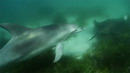 Dolphins stealing from stingrays (Australia)