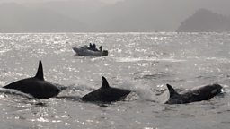 Killer Whales in Monterey Bay, California