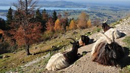 Photo: Ibex at Buchenberg