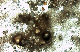 Rachel Sussman - Bacteria
