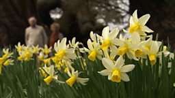 BLIND DAFFODILS