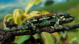 Photo: Kitulo chameleon