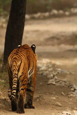A Bengal Tiger