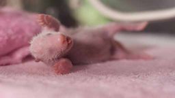A helpless Panda cub in his incubator
