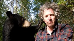The American black bear