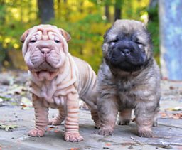 Two Chinese Shar-Pei littermates, one showing extensive skin wrinkling.