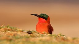 Photo: Southern Carmine Bee-eater