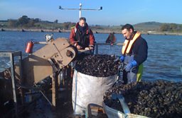 Mussel harvesting on the Exe