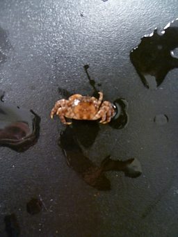 Asian shore crab