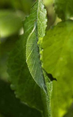 Purple emperor caterpillar