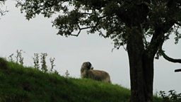 Swaledale Sheep
