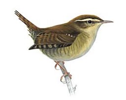 Bird Watch: Wren