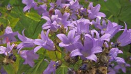 CAMPANULAS