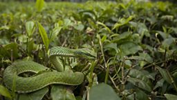 Camouflage kills