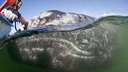 Tourists touch a grey whale