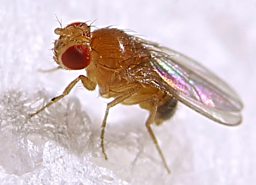 Drosophila Conference