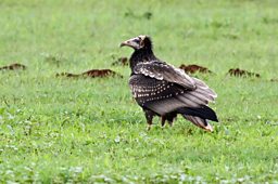 Egyptian vulture sporting the type of feathers Neanderthals may have used