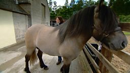 The Balmoral Highland Pony