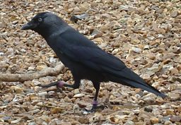 Jackdaw foraging