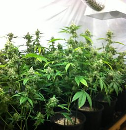 MY FIRST GROW VISIT