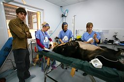BEAR RESCUE, VIETNAM