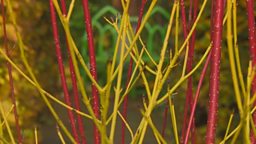 COLOURFUL DOGWOODS