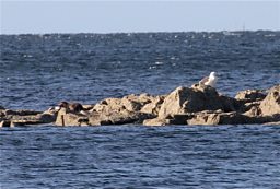 Arran otters