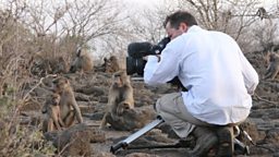 Getting close to baboons