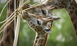 A Tall Order