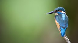 Kingfisher licensed