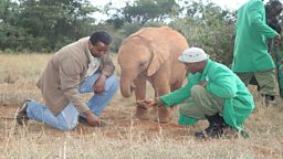 Elephant orphanage